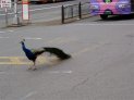 くじゃく出現(◎o◎)